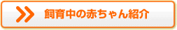 ���璆�̐Ԃ����Љ�