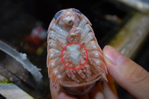 オオグソクムシ（抱卵個体）