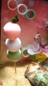 『花よりダンゴ水槽』生物：ダンゴウオ