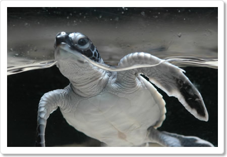 ウミガメの赤ちゃんゾーン 写真