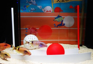 おさかなギョリンピック～ヨコハマおもしろ水族館春の大運動会～■生物名：「オジサン」■種目：「大玉転がし」