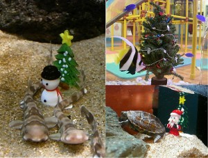 クリスマスの水槽