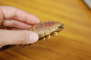 グソクムシ
