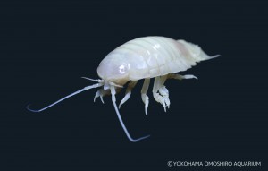 白ちゃん 背景黒
