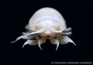 白いオオグソクムシ正面+