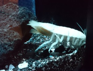 しろまる