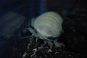 しろまる１