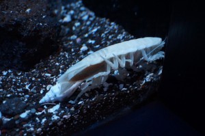 siromaru blog