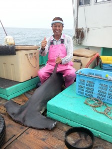 サメ