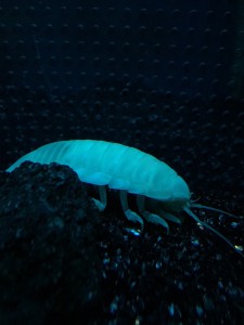 しろまる0819