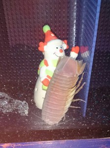 しろまるの隣人さん