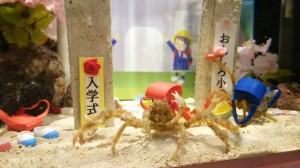 『新入生のモクズショイ水槽』生物：モクズショイ