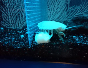 しろまるお食事中