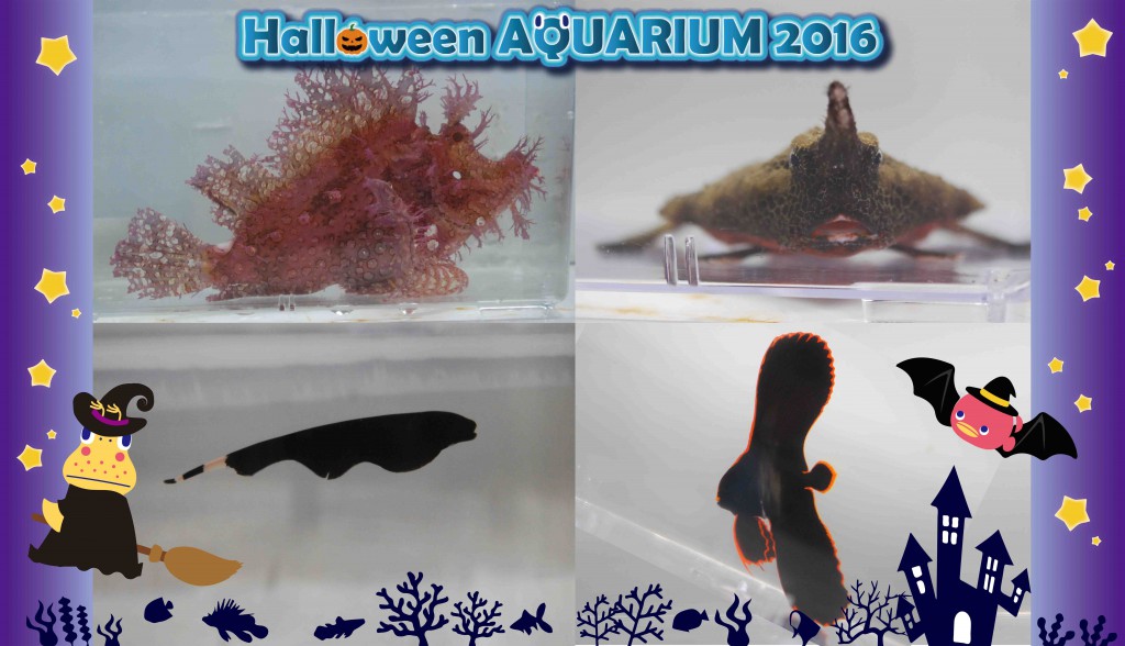 halloween2016画像