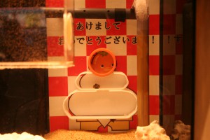 かがみもち水槽