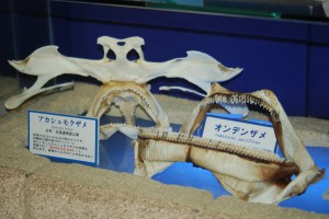 サメの骨格標本レクチャー②