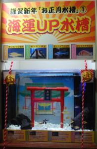 海運UP水槽①+