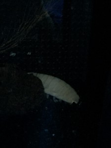 image1 (003)0308