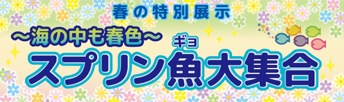 スプリン魚バナー