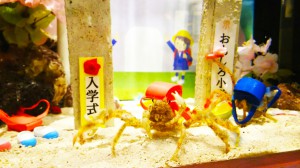 新入生のモクズショイ水槽