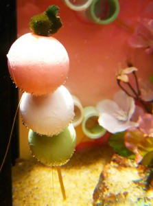 花よりダンゴ水槽