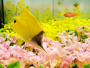 花満開水槽