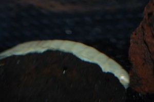 DSC_0038