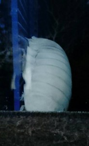 siromaru