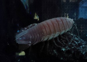 siromarunorinnzinn