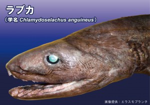 ラブカ