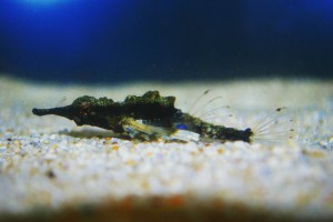 ウミテング