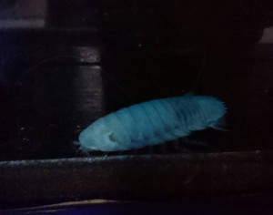 しろまる