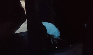 しろまる