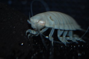 しろまるｌ