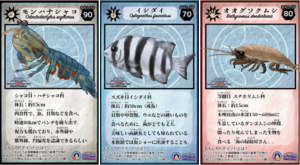 カード×3