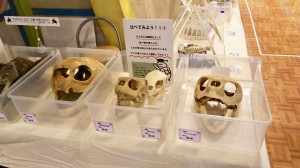 ウミガメ頭骨