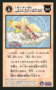 2020縺翫ｂ縺励ｍ隰手ｧ｣縺肴丼_0213謠仙・迚・繧ｪ繝ｪ繧ｷ繧吶リ繝ｫ蜷榊絢繧ｫ繝ｼ繝医ｙ4-03