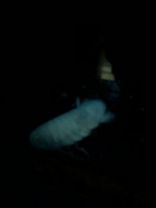 S__20414467