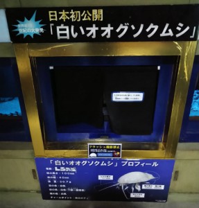 しろまる水槽復活！！