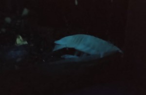 siromaru