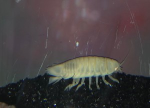 siromaru