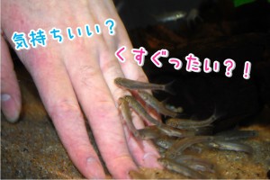 ガラルファ+-文字入